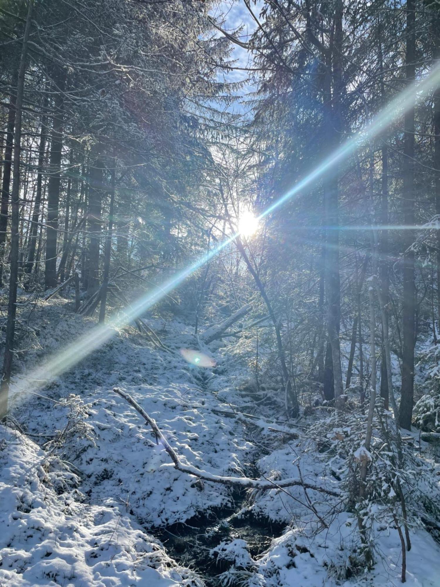 Bio-Holzhaus Und Landhaus Heimat ラムサウ・アム・ダッハシュタイン エクステリア 写真